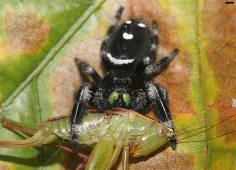 Spiders Eat Astronomical Numbers Of Insects Eurekalert