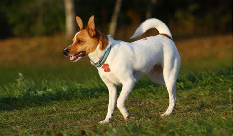 Rat Terrier Breed Facts And Information Petcoach