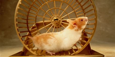 Getting Off The Email Hamster Wheel In 5 Steps Vince Law Medium