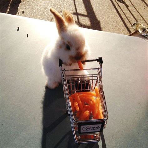 This Bunny Eating Carrots Aww