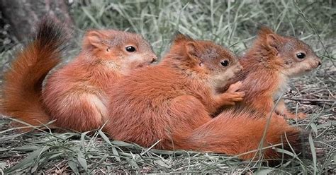 Baby Squirrel Behavior And Traits Of Adorable Rodents Learn About