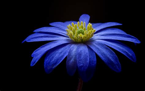 4k Blue Flowers Wallpapers High Quality Download Free