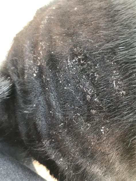 What Causes A Dog To Have Dry Flaky Skin