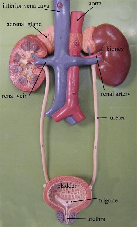 Urinary System Model Medical Anatomy Anatomy And Physiology