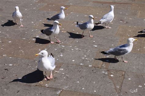 Group Of Seagulls Free Stock Photo Public Domain Pictures