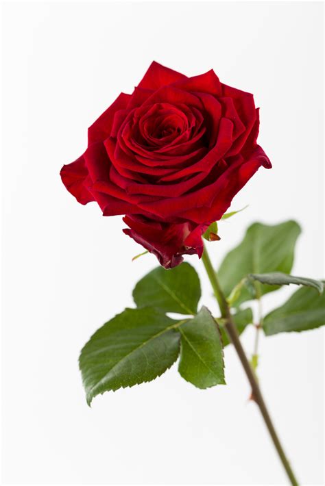 Rote Rose Mit Glasvase Rote Rose Einzelne Rote Rose Glasvase