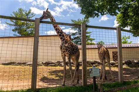 Exploring The Charming Elmwood Park Zoo In Norristown Uncovering Pa