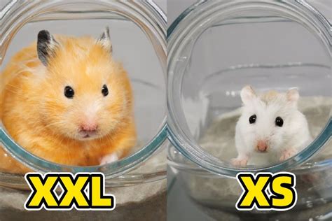 Hamster Size Comparison Unveiling The Diversity In Dimensions Of