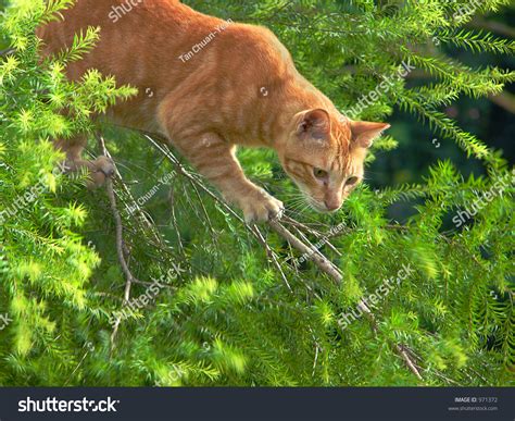 Prowling Cat Stock Photo 971372 Shutterstock