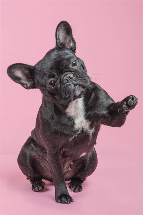 French Bulldog Grooming Tips And Tricks Frenchie World Shop