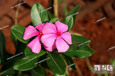 Ayurvedic Medicinal Plant Scientific Name Catharanthus Roseus L G Don