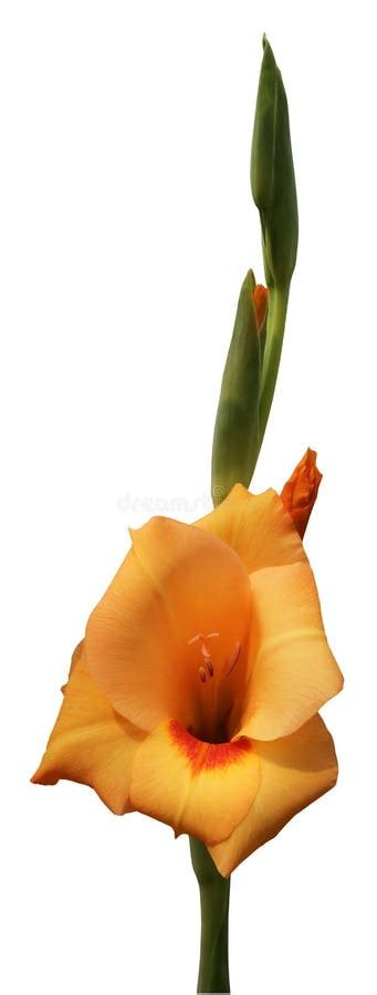 Orange Gladiolus Flower Isolated On White Background Stock Image