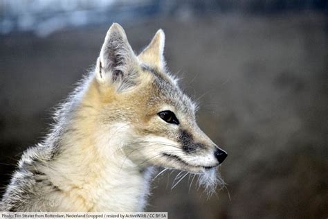 Do Foxes Eat Prairie Dogs