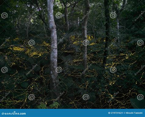 Glow Of Yaeyama Hime Fireflies At Ishigaki Island Okinawa Japan
