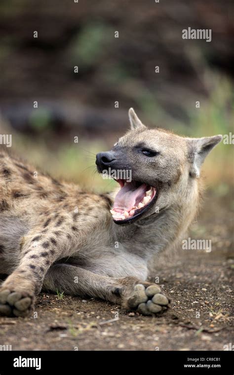 Hyena Wildlife Yawning Hi Res Stock Photography And Images Alamy