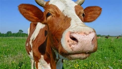 Pictures Cow Sounds Video Animal Effect Of Cows Realistic Sound Effects