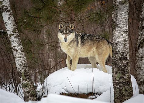 Wolf In The Woods Photograph By Kristie Burns Pixels