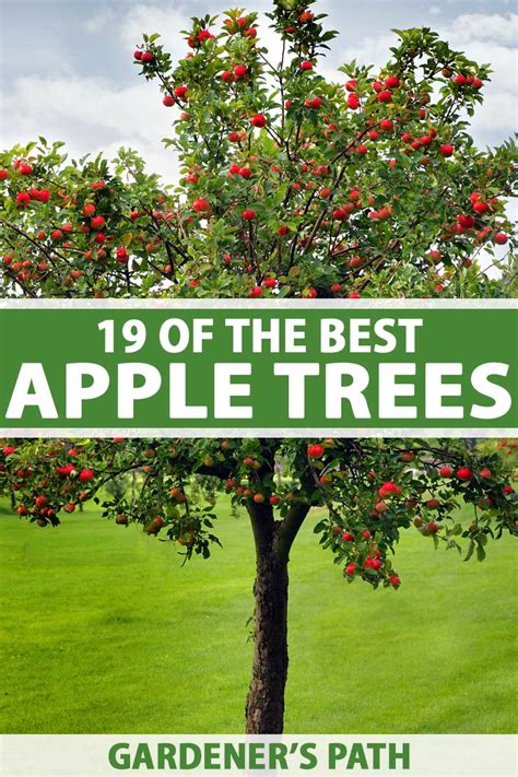 19 Best Apple Tree Varieties With A Guide To Flowering Groups