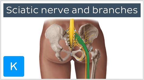 Sciatic Nerve Branches Course And Clinical Significance Human