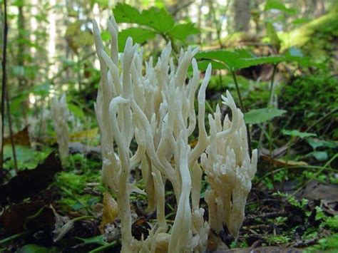 Coral Mushroom Photo And Description Where They Grow What They Are