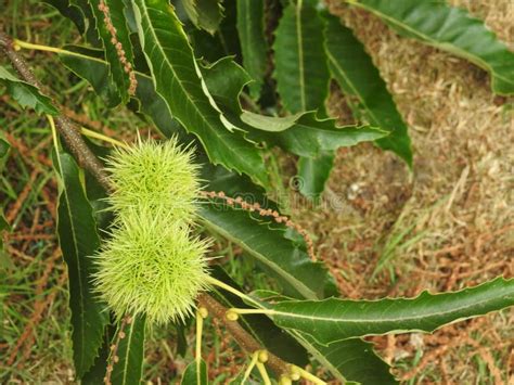 Spiky Green Seed Pods Horse Chestnuts Stock Photo Image Of Tree