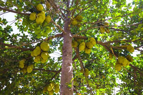 Jackfruit Tree Plant Care Growing Guide