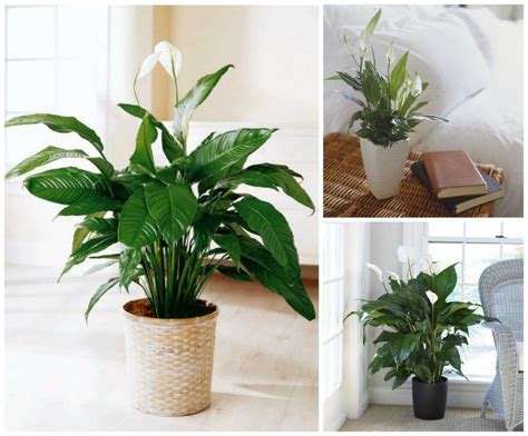 11 Houseplants That Dont Need A Lot Of Sunlight To Grow With Images