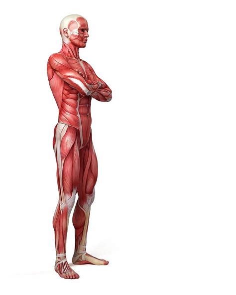 Male Muscular System Photograph By Sebastian Kaulitzki Fine Art America