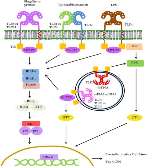 Schematic Representation Of The Tlr Signaling Pathway The Signaling Of