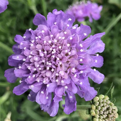 Scabiosa Columbaria Butterfly Blue Pincushion Flower From Saunders