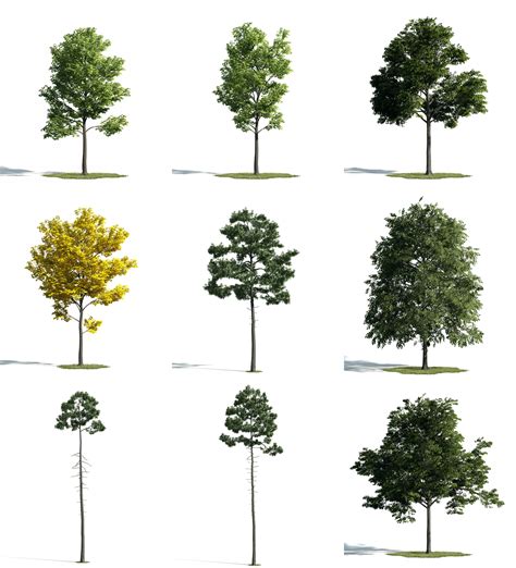Tree Sketchup Model Free Download ~ 48 3d Trees For Sketchup Bodenowasude