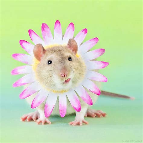 Cute Pet Rat Photos That Will Melt Your Heart By Diane Özdamar