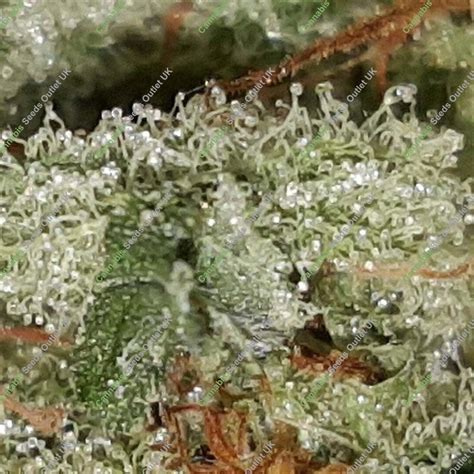 Buy Zombie Kush By Ripper At Cannabis Seeds Outlet Uk