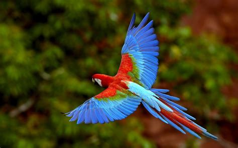Perroquet Parrot Flying Rainforest Animals Parrot