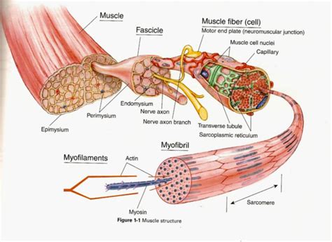 Muscle Structure And Function More Facts About Massage Amp The Structure Of A Muscle Muscle