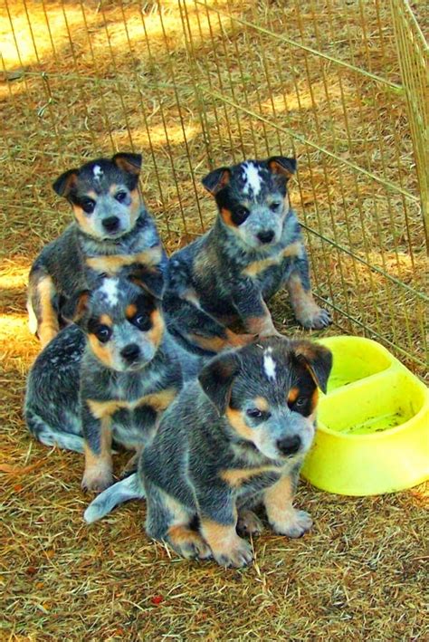 Rules Of The Jungle Blue Heeler Puppies