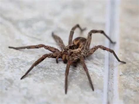 Avoid These 6 Wolf Spiders In Ohio With Pictures Pest Detective