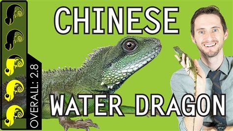 Chinese Water Dragon The Best Pet Lizard Youtube