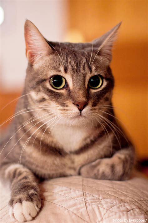 “美人猫”大集合 写真からひもとく、「奇跡の一枚」を撮る10のポイント（13） Mimotミモット
