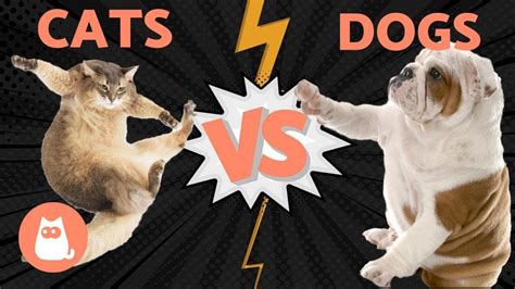 Cat Vs Dog Pet Cat Vs Dog Which Is The Best Pet For Me