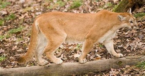First Confirmed Female Mountain Lion In Missouri Since 1994 Killed Elk
