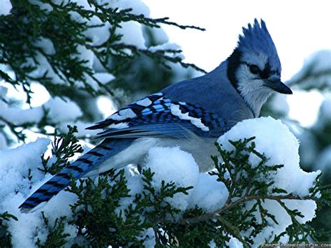 Blue Jay In The Snow Blue Jay Blue Jay Bird Bird Wallpaper
