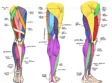 Leg Muscle Workout Diagram