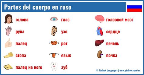 Partes Del Cuerpo En Ruso Pinhok Languages