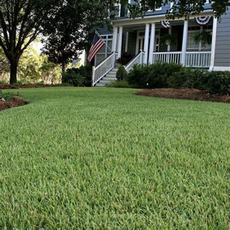 All About Zoysia Sod Sod University Sod Solutions Lawn Care Tips