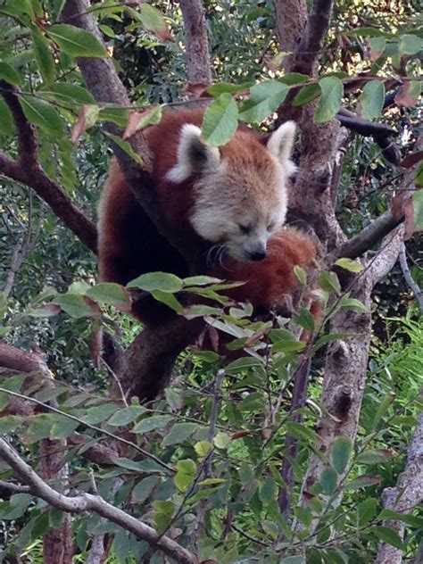Photo Taken At The San Diego Zoo Animals Red Panda San Diego Zoo