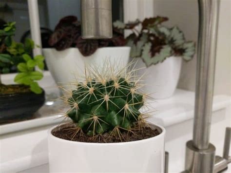 1 do cacti need sun? How Much Water Do Cacti Need? - Smart Garden Guide
