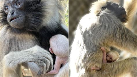 Critically Endangered Gibbon Born At Arizona Wildlife World Zoo