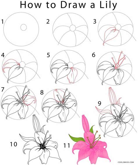 The 25 Best Lilies Drawing Ideas On Pinterest Draw Flowers How To