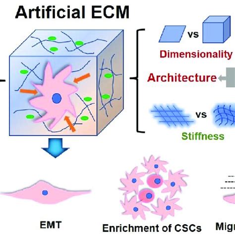Scheme 1 Biophysical Cues Of Biomaterials In The Artificial Ecm And
